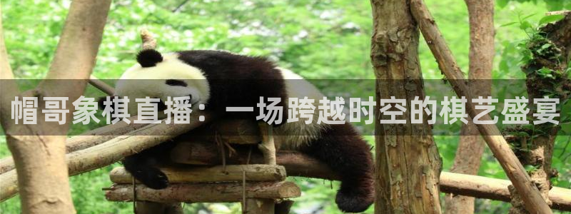 小九直播官网：帽哥象棋直播：一场跨越时空的棋艺盛宴